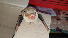 Wounded bat found in central India and released into the wild after treatment
