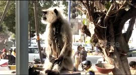 Police officers taking care of baboon in police station