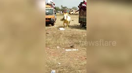 Mother and son narrowly escape from being trampled by rogue bull in south India