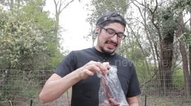 Man Eats Octopus Leg Raw