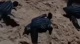 Twenty-four newborn leatherback sea turtles are given a helping hand into the ocean in Thailand