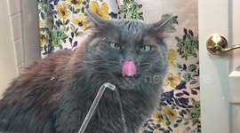 Grimm the cat drinks from his AquaPurr* fountain