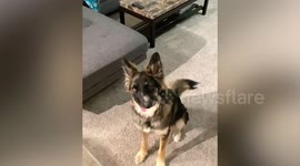 Rescue dog with 'wonky' face is homed after Canadian shelter received hundreds of adoption requests