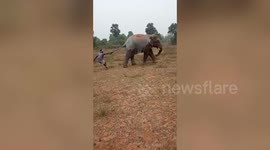 Cruel man tries to annoy wild elephant by yanking on its tail in east India