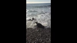Seal pup injured by ghost netting off UK's west coast is released back into the wild