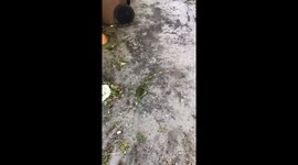 Aweee poor #iguana fell out of the ???? because it’s sooo cold 47* #brrr https://t.co/Ocgha90l4f