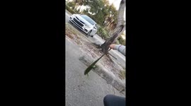 Florida teacher rescues frozen iguana from parking lot after drop in temperatures see lizards fall from trees