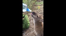 Hiker stops to feed thirsty wallaby on trek in Tasmania