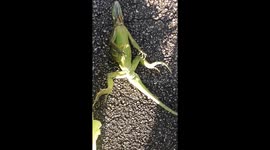 Florida man moves frozen iguana into sun as freezing temperatures paralyses lizards