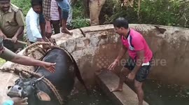Struggling cow saved from drowning in well in southern India