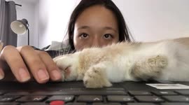 Rabbit falls asleep hugging laptop