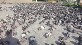 If you're scared of pigeons you may want to look away now