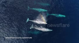 Drone footage captures pod of whales breaching and forming 'rainbows' off California's coast