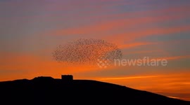 Stunning footage shows murmuration of starlings with picturesque sunset background in UK