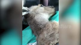 Baby joey passes away two weeks after being rescued from burnt pasture in Australia