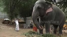 Amazing moment, adorable jumbo turns musician, playing mouth organ in southern India