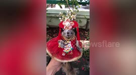 Adorable pet squirrels wear red dresses for Chinese New Year celebrations