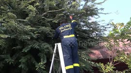 Huge python caught in trees outside police station in Thailand