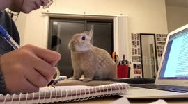 Australian girl tries to study but stubborn bunny wants to interrupt