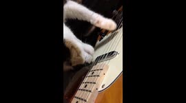 Cat plays a tune on the 'Tele-cat-ster' with her owner
