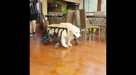 Dogss