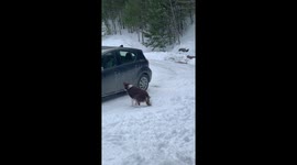 Ecstatic border collie in Vermont wiggles her tail when she sees her grandma
