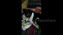 Dog bitten by deadly snake while defending family has miraculous recovery in east India