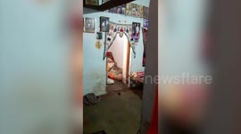 Confused leopard wanders into Indian family's house and sits calmly in doorway