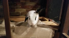 Powder is doing well after being startled by explosion in northwest Houston.