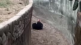 Funny Indian sloth Bear