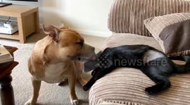 Comforting dog licks cat's head as feline forced to wear cone after operation