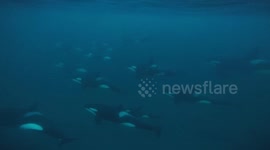 Sound on! Several pods of killer whales talk to each other underwater