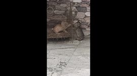 Cute Kittens Playing