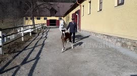 Adorable first foal of 2020 born at famous Spanish Riding School in Vienna