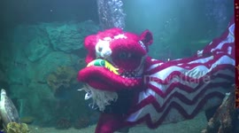 Zoo staff hold underwater aquarium show to mark Chinese New Year