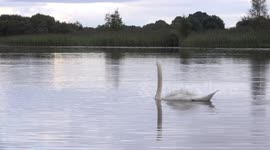 A swan interrupts a convoy of ducks and separates the last one from his friends.
