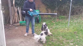 Barmey the Cockapoo won't let Zac use the leaf blower