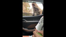Monkey Refuses Bananas But Accepts Crisps