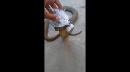 Bizarre moment man places tiny hat on deadly wild cobra
