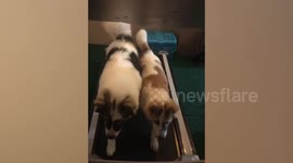 Two Pet Dogs Exercise Together On Treadmill