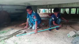 Wild king cobra caught under home during drought