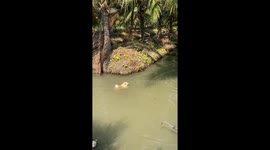 Pet Pomeranian Goes For A Swim In Canal