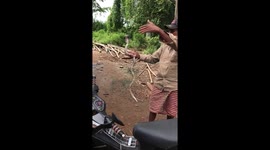 Brave villager catches cobras with bare hands in Cambodia