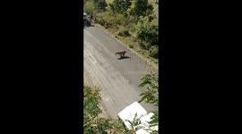 Chaos as wild tiger enters Indian village and mauls three people