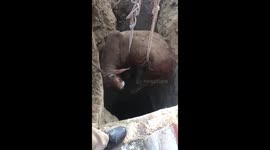 Trapped bull craned out after falling into 30-foot-borewell in north India