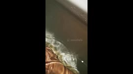 Cat loves to drink off me in the bath
