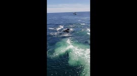 HUMPBACK WHALES IN CAPE CODE ARE AMAZING AND WONDEROUS. LESSONS HAVE BEEN LEARNED BY A PHENOMENAL TOUR GUIDE.