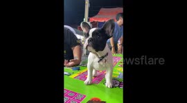 Adorable French bulldog scared of huge stuffed toy dog