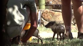 Too cute! Bath time for these two abandoned baby warthogs