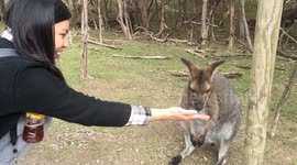 Woman feeding a wallaby